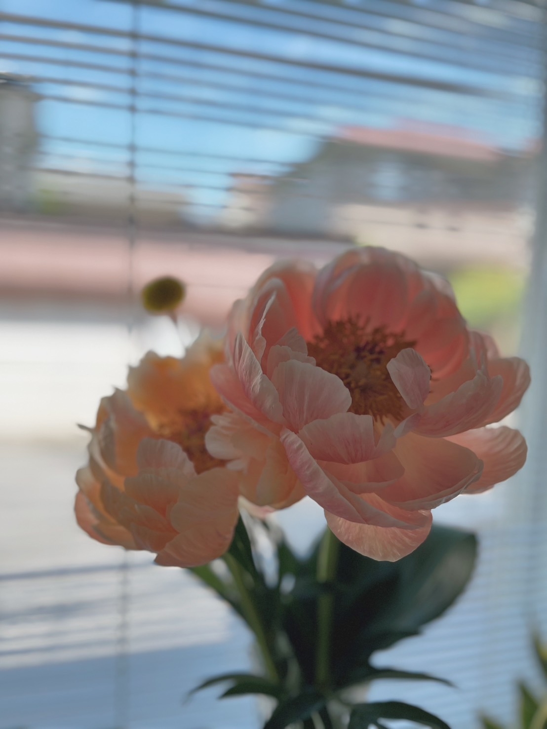 芍薬４