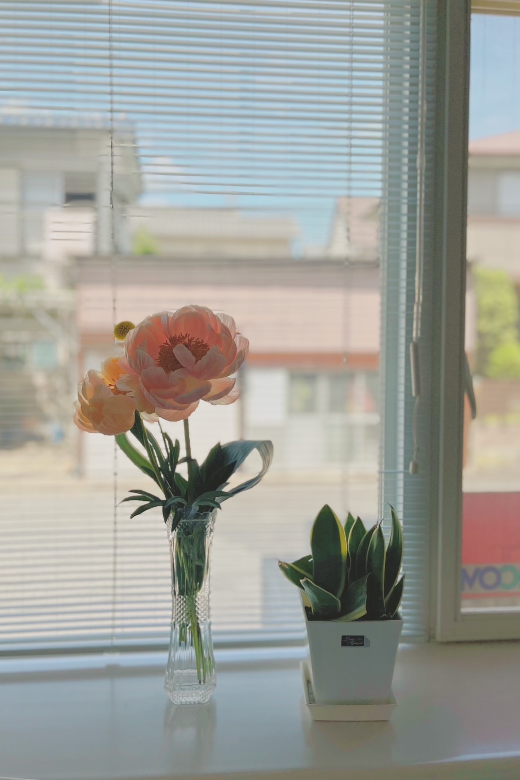 芍薬３